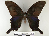 中文名:烏鴉鳳蝶(1282-17398)學名:Papilio bianor thrasymedes Fruhstorfer, 1909(1282-17398)