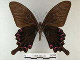 中文名:烏鴉鳳蝶(1282-18144)學名:Papilio bianor thrasymedes Fruhstorfer, 1909(1282-18144)