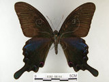 中文名:烏鴉鳳蝶(1282-18144)學名:Papilio bianor thrasymedes Fruhstorfer, 1909(1282-18144)