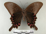 中文名:烏鴉鳳蝶(1282-17463)學名:Papilio bianor thrasymedes Fruhstorfer, 1909(1282-17463)