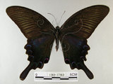 中文名:烏鴉鳳蝶(1282-17463)學名:Papilio bianor thrasymedes Fruhstorfer, 1909(1282-17463)