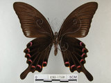 中文名:烏鴉鳳蝶(1282-17598)學名:Papilio bianor thrasymedes Fruhstorfer, 1909(1282-17598)