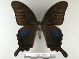 中文名:烏鴉鳳蝶(1282-17598)學名:Papilio bianor thrasymedes Fruhstorfer, 1909(1282-17598)