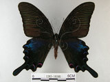 中文名:烏鴉鳳蝶(1282-18346)學名:Papilio bianor thrasymedes Fruhstorfer, 1909(1282-18346)