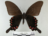 中文名:烏鴉鳳蝶(1282-17176)學名:Papilio bianor thrasymedes Fruhstorfer, 1909(1282-17176)