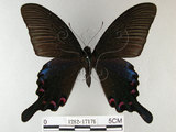 中文名:烏鴉鳳蝶(1282-17176)學名:Papilio bianor thrasymedes Fruhstorfer, 1909(1282-17176)