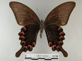 中文名:烏鴉鳳蝶(1282-18209)學名:Papilio bianor thrasymedes Fruhstorfer, 1909(1282-18209)