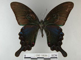 中文名:烏鴉鳳蝶(1282-18209)學名:Papilio bianor thrasymedes Fruhstorfer, 1909(1282-18209)