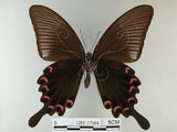 中文名:烏鴉鳳蝶(1282-17186)學名:Papilio bianor thrasymedes Fruhstorfer, 1909(1282-17186)