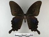 中文名:烏鴉鳳蝶(1282-17186)學名:Papilio bianor thrasymedes Fruhstorfer, 1909(1282-17186)