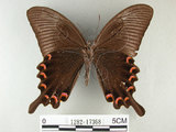 中文名:烏鴉鳳蝶(1282-17368)學名:Papilio bianor thrasymedes Fruhstorfer, 1909(1282-17368)