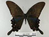 中文名:烏鴉鳳蝶(1282-17368)學名:Papilio bianor thrasymedes Fruhstorfer, 1909(1282-17368)