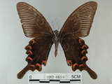 中文名:烏鴉鳳蝶(1282-18214)學名:Papilio bianor thrasymedes Fruhstorfer, 1909(1282-18214)