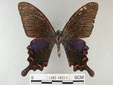 中文名:烏鴉鳳蝶(1282-18214)學名:Papilio bianor thrasymedes Fruhstorfer, 1909(1282-18214)