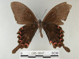 中文名:烏鴉鳳蝶(1282-18347)學名:Papilio bianor thrasymedes Fruhstorfer, 1909(1282-18347)