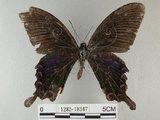 中文名:烏鴉鳳蝶(1282-18347)學名:Papilio bianor thrasymedes Fruhstorfer, 1909(1282-18347)