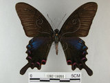 中文名:烏鴉鳳蝶(1282-18091)學名:Papilio bianor thrasymedes Fruhstorfer, 1909(1282-18091)