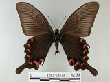 中文名:烏鴉鳳蝶(1282-18148)學名:Papilio bianor thrasymedes Fruhstorfer, 1909(1282-18148)