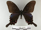 中文名:烏鴉鳳蝶(1282-18148)學名:Papilio bianor thrasymedes Fruhstorfer, 1909(1282-18148)