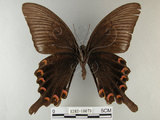 中文名:烏鴉鳳蝶(1282-18079)學名:Papilio bianor thrasymedes Fruhstorfer, 1909(1282-18079)