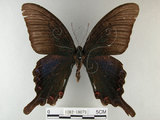 中文名:烏鴉鳳蝶(1282-18079)學名:Papilio bianor thrasymedes Fruhstorfer, 1909(1282-18079)