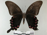 中文名:烏鴉鳳蝶(1433-4)學名:Papilio bianor thrasymedes Fruhstorfer, 1909(1433-4)