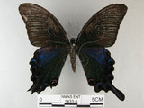 中文名:烏鴉鳳蝶(1433-4)學名:Papilio bianor thrasymedes Fruhstorfer, 1909(1433-4)