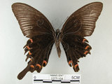 中文名:烏鴉鳳蝶(1577-104)學名:Papilio bianor thrasymedes Fruhstorfer, 1909(1577-104)