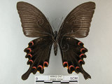 中文名:烏鴉鳳蝶(2680-1934)學名:Papilio bianor thrasymedes Fruhstorfer, 1909(2680-1934)