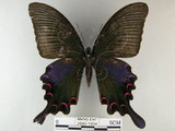 中文名:烏鴉鳳蝶(2680-1934)學名:Papilio bianor thrasymedes Fruhstorfer, 1909(2680-1934)