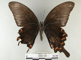 中文名:烏鴉鳳蝶(2680-180)學名:Papilio bianor thrasymedes Fruhstorfer, 1909(2680-180)