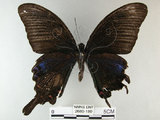 中文名:烏鴉鳳蝶(2680-180)學名:Papilio bianor thrasymedes Fruhstorfer, 1909(2680-180)