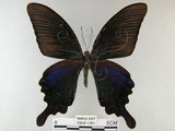 中文名:烏鴉鳳蝶(2909-1361)學名:Papilio bianor thrasymedes Fruhstorfer, 1909(2909-1361)