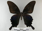 中文名:烏鴉鳳蝶(2909-656)學名:Papilio bianor thrasymedes Fruhstorfer, 1909(2909-656)
