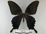 中文名:烏鴉鳳蝶(2909-1403)學名:Papilio bianor thrasymedes Fruhstorfer, 1909(2909-1403)
