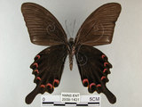 中文名:烏鴉鳳蝶(2909-1431)學名:Papilio bianor thrasymedes Fruhstorfer, 1909(2909-1431)