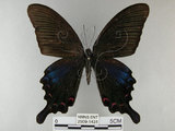 中文名:烏鴉鳳蝶(2909-1431)學名:Papilio bianor thrasymedes Fruhstorfer, 1909(2909-1431)