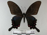 中文名:烏鴉鳳蝶(2909-422)學名:Papilio bianor thrasymedes Fruhstorfer, 1909(2909-422)