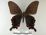 中文名:烏鴉鳳蝶(2909-1312)學名:Papilio bianor thrasymedes Fruhstorfer, 1909(2909-1312)