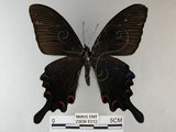 中文名:烏鴉鳳蝶(2909-1312)學名:Papilio bianor thrasymedes Fruhstorfer, 1909(2909-1312)