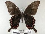 中文名:烏鴉鳳蝶(3268-196)學名:Papilio bianor thrasymedes Fruhstorfer, 1909(3268-196)