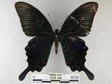 中文名:烏鴉鳳蝶(3268-196)學名:Papilio bianor thrasymedes Fruhstorfer, 1909(3268-196)