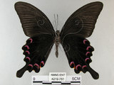 中文名:烏鴉鳳蝶(4219-751)學名:Papilio bianor thrasymedes Fruhstorfer, 1909(4219-751)