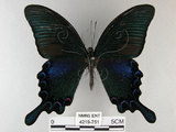 中文名:烏鴉鳳蝶(4219-751)學名:Papilio bianor thrasymedes Fruhstorfer, 1909(4219-751)