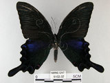 中文名:烏鴉鳳蝶(5102-37)學名:Papilio bianor thrasymedes Fruhstorfer, 1909(5102-37)