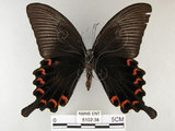 中文名:烏鴉鳳蝶(5102-38)學名:Papilio bianor thrasymedes Fruhstorfer, 1909(5102-38)