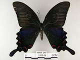 中文名:烏鴉鳳蝶(5102-38)學名:Papilio bianor thrasymedes Fruhstorfer, 1909(5102-38)