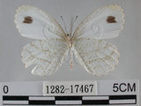 中文名:黑點粉蝶(纖粉蝶)(1282-17467)學名:Leptosia nina niobe (Wallace, 1866) (1282-17467)