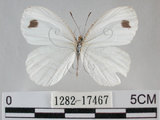 中文名:黑點粉蝶(纖粉蝶)(1282-17467)學名:Leptosia nina niobe (Wallace, 1866) (1282-17467)