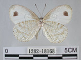 中文名:黑點粉蝶(纖粉蝶)(1282-18168)學名:Leptosia nina niobe (Wallace, 1866)(1282-18168)